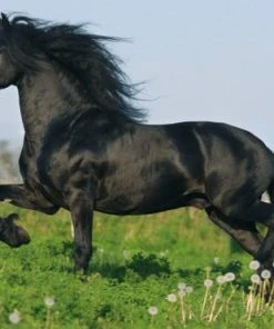 Schmidt Puzzel Box Paarden -Goedkope puzzels winkel 550x371 10