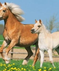 Schmidt Puzzel Box Paarden -Goedkope puzzels winkel 550x371 8