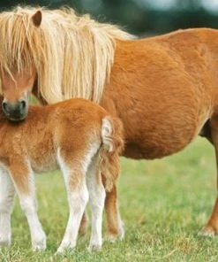 Schmidt Puzzel Box Paarden -Goedkope puzzels winkel 550x371 9