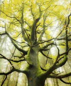 Schmidt Homeland Jungle, 1000 Stukjes Puzzel