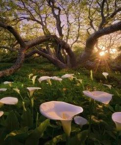 Heye Puzzel Magic Forest Calla Clearing - 1000 Stukjes