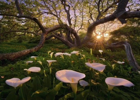 Heye Puzzel Magic Forest Calla Clearing - 1000 Stukjes 1 Heye Puzzel Magic Forest Calla Clearing - 1000 Stukjes